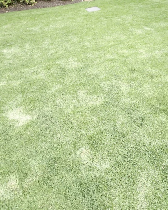 Established lawn aftercare